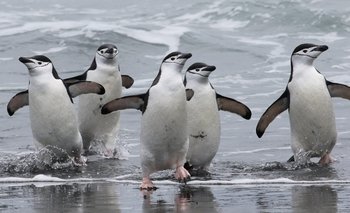 Según un estudio reciente, los pingüinos duermen siestas de cuatro segundos | Ciencia y tecnologia