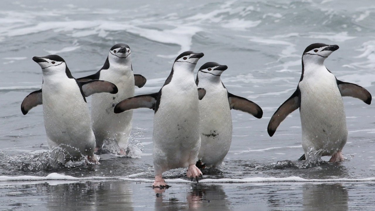 Según un estudio reciente, los pingüinos duermen siestas de cuatro segundos más de 10 mil veces por día