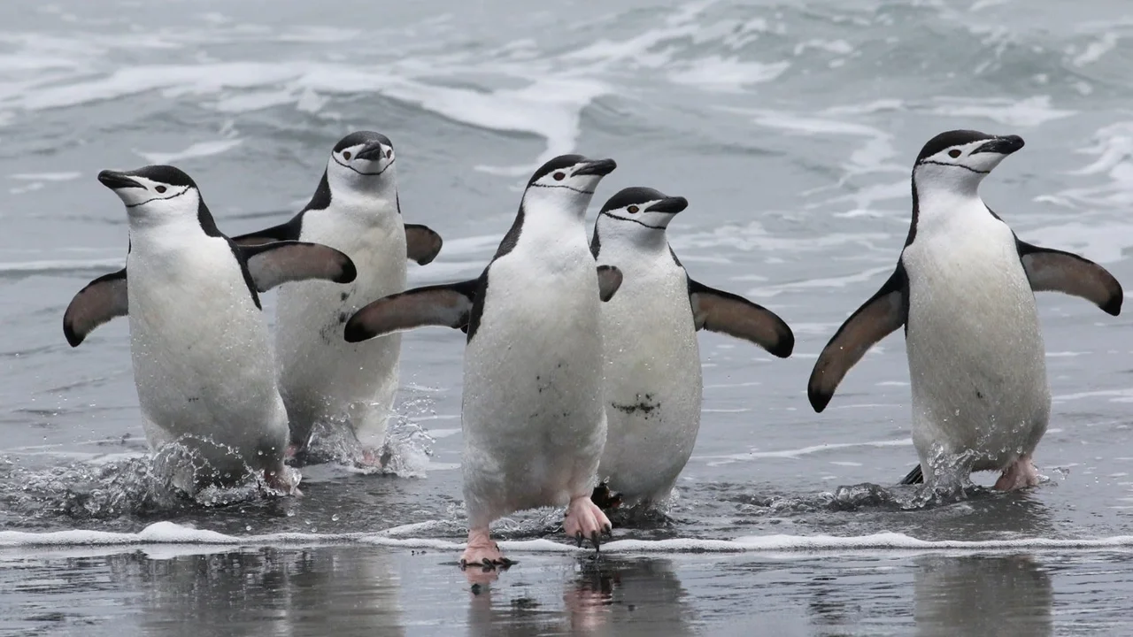 Según un estudio reciente, los pingüinos duermen siestas de cuatro segundos más de 10 mil veces por día