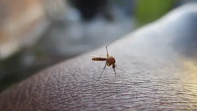 Repelente de mosquitos Repelente de mosquitos