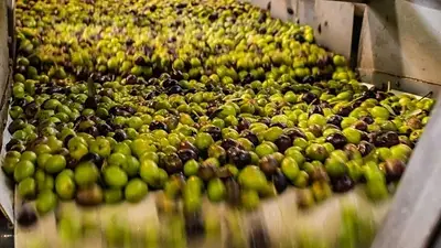 Innovador: Una empresa estatal usa carozos de aceituna para producir un bien necesario Innovador: Una empresa estatal usa carozos de aceituna para producir un bien necesario