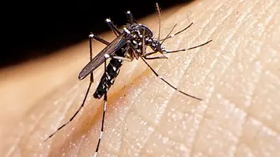Contundente aumento de casos de dengue en una provincia argentina: cuál es la situación Contundente aumento de casos de dengue en una provincia argentina: cuál es la situación