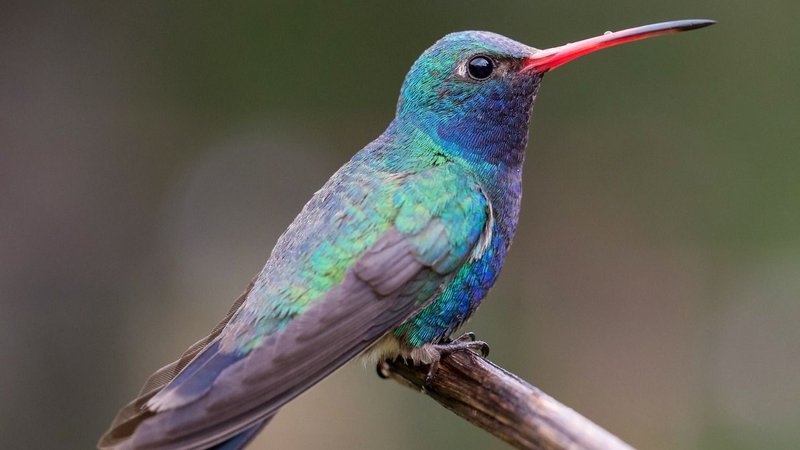 Colibrí