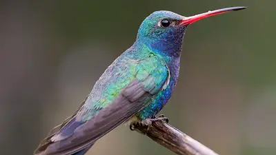 ¿Un colibrí merodea tu casa? El verdadero significado y por qué es bueno ¿Un colibrí merodea tu casa? El verdadero significado y por qué es bueno