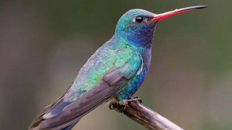 Colibrí