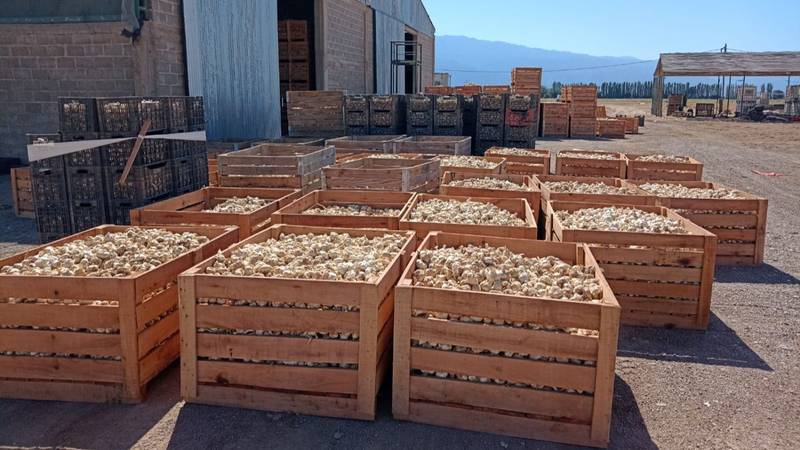 Exportaciones: La Rioja avanza en la producción de ajo blanco y morado para potenciar la economía
