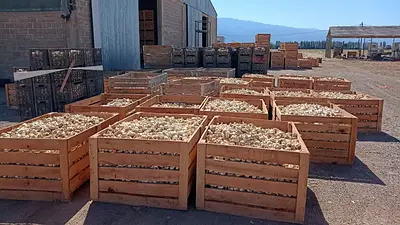Exportaciones: La Rioja avanza en la producción de ajo blanco y morado para potenciar la economía Exportaciones: La Rioja avanza en la producción de ajo blanco y morado para potenciar la economía