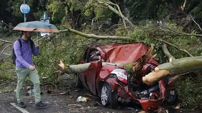 Un auto aplastado por un árbol Un auto aplastado por un árbol