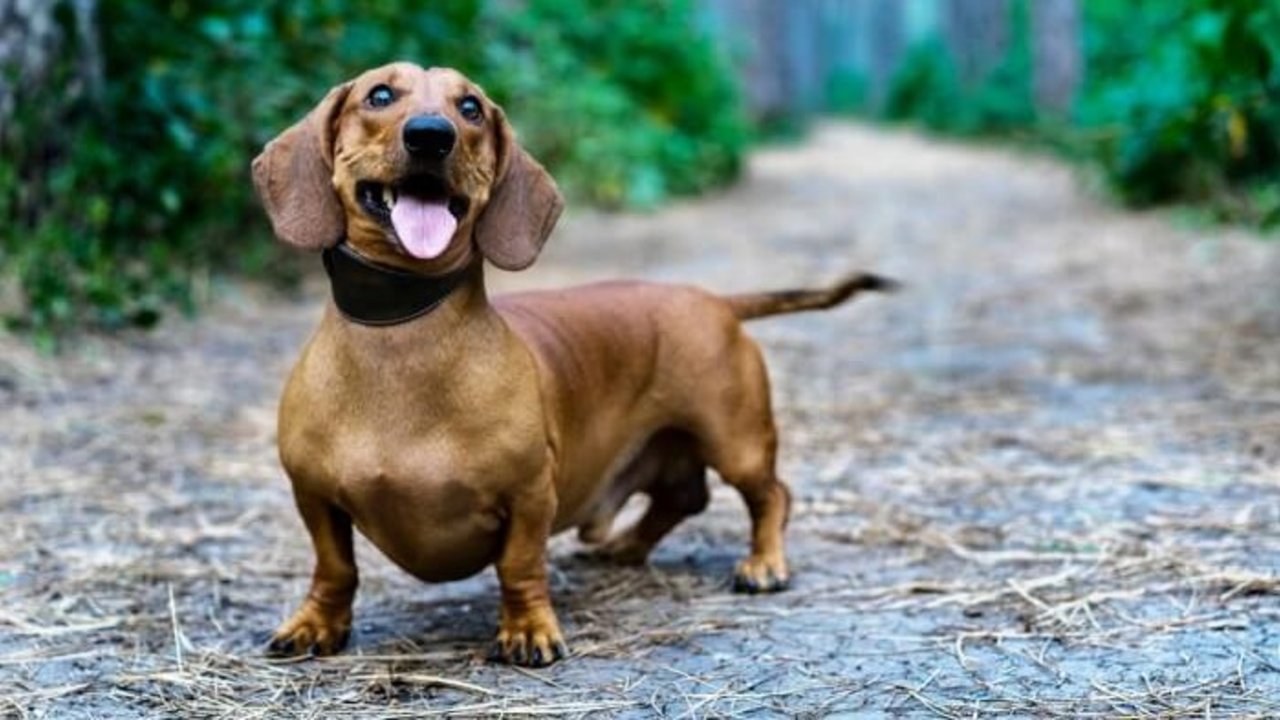 Corrientes: un fallo inédito considera a un perro como un "ser sintiente"