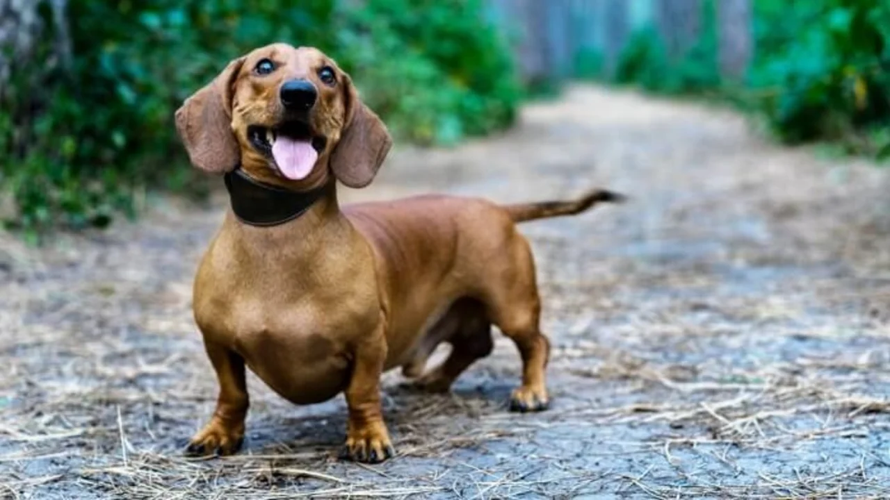 Corrientes: un fallo inédito considera a un perro como un "ser sintiente"