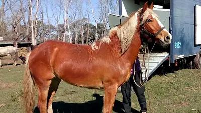 Encefalitis equina: un caso confirmado en Santa Fe, el primero en 27 años en el país Encefalitis equina: un caso confirmado en Santa Fe, el primero en 27 años en el país