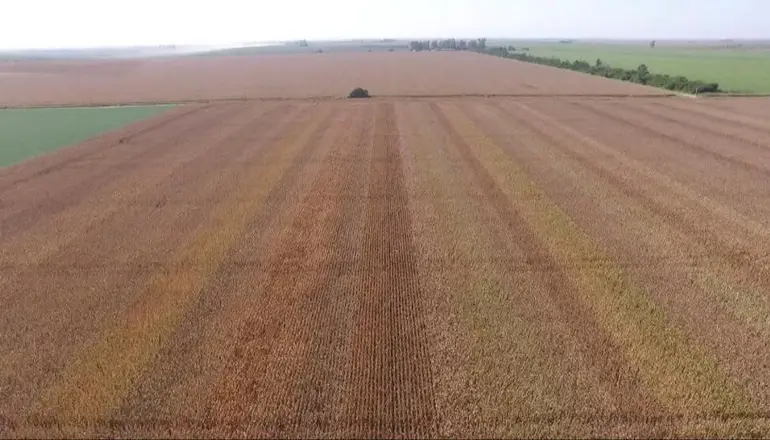 DNU de Milei: la Cámara Federal de La Plata declaró inconstitucional la derogación de la ley de Tierras