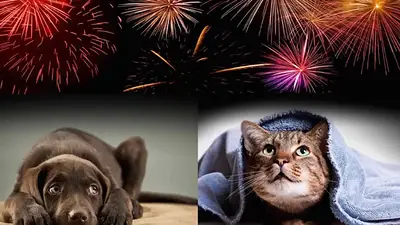 Pirotecnia mascotas fiestas navidad Pirotecnia mascotas fiestas navidad