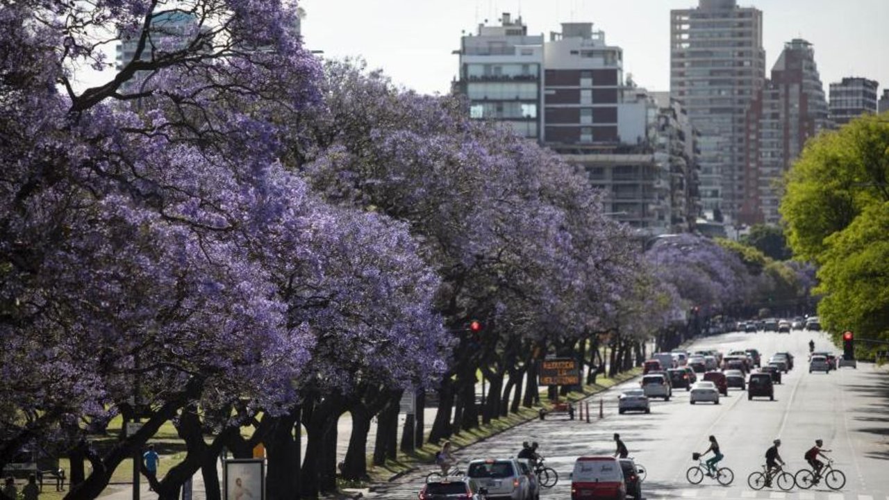 Buenos aires arboles