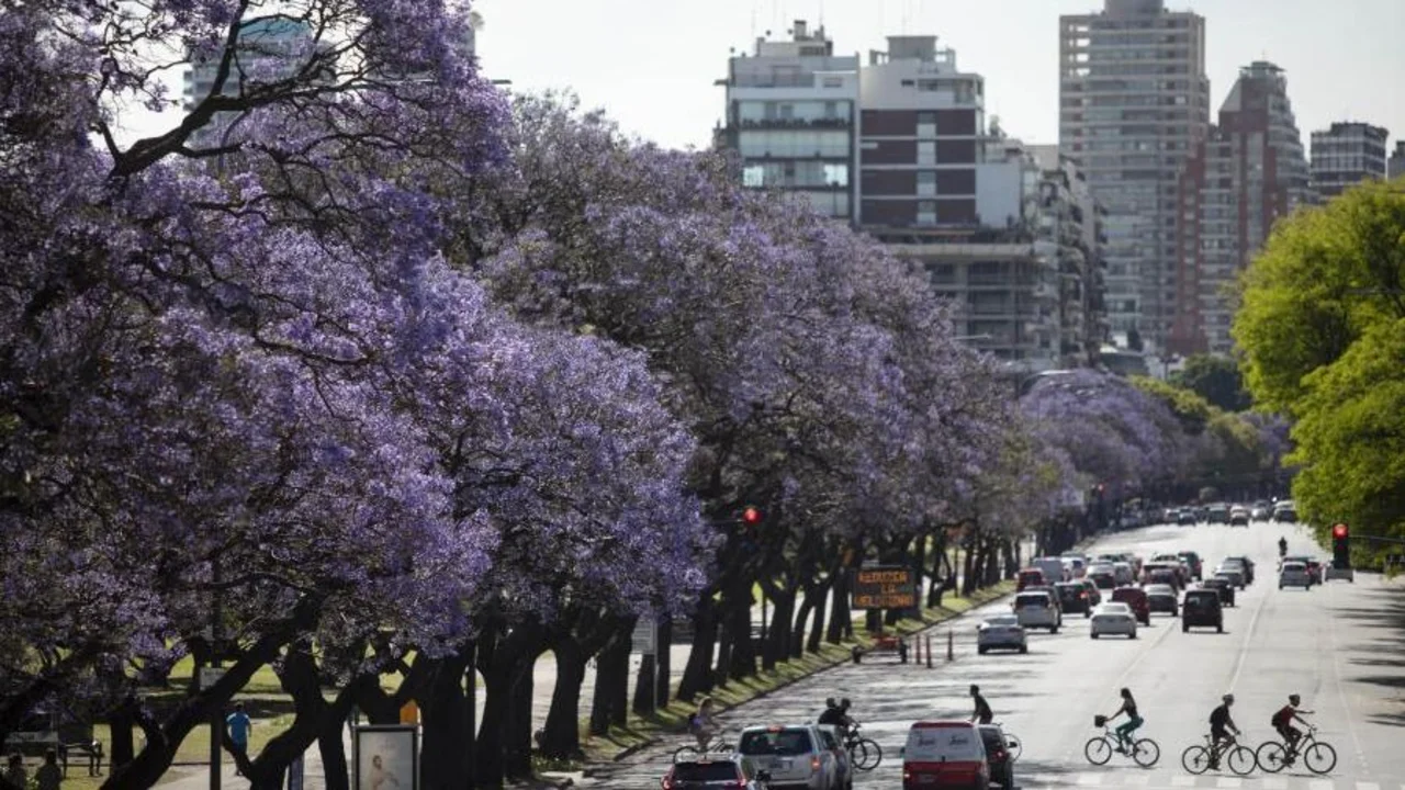 Buenos aires arboles