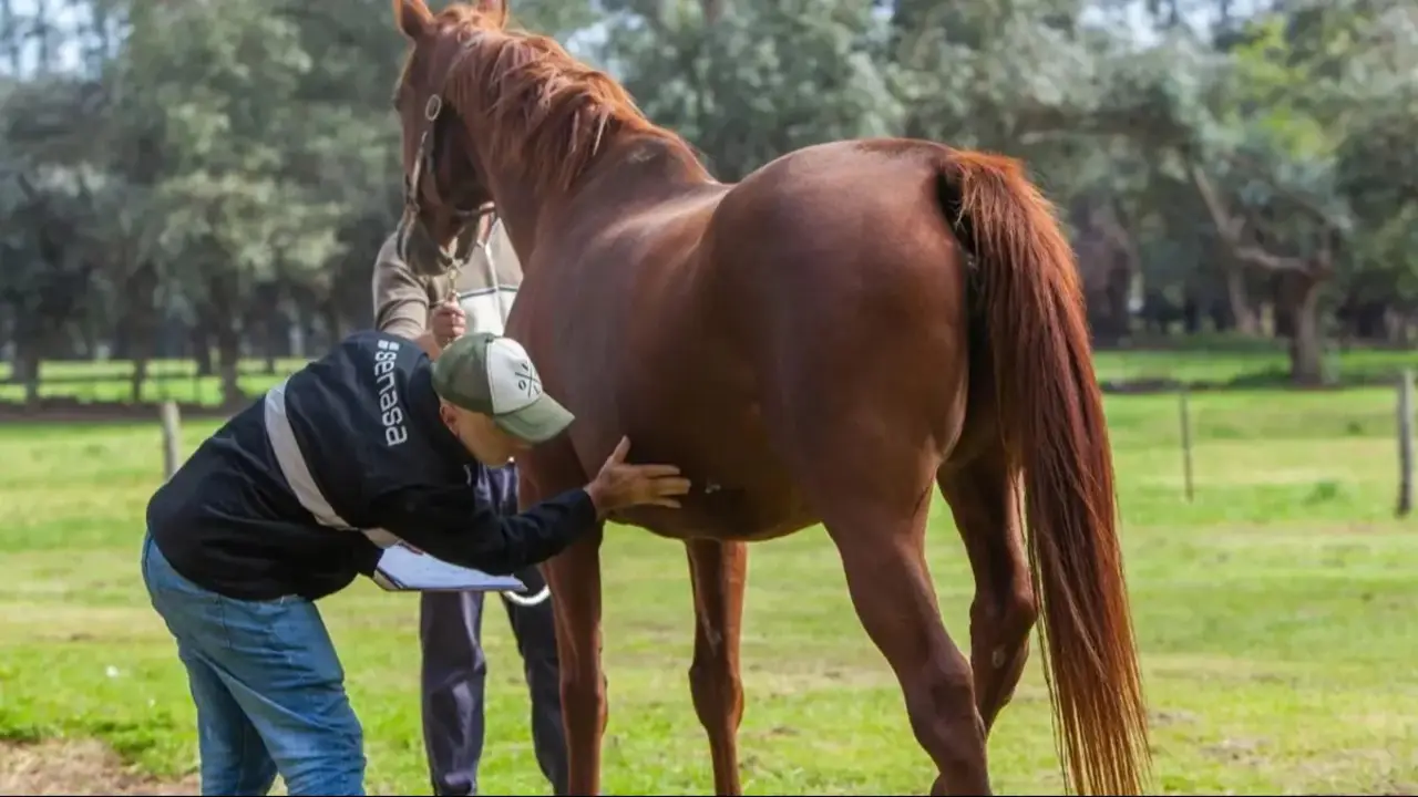 Encefalomielitis equina: por qué acusan a Mauricio Macri por el brote de que transmiten mosquitos