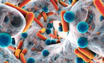 Superbacterias: científicos aseguran que descubrieron la clave que las hace resistentes | Salud