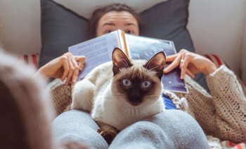 Un estudio estableció cinco tipos de dueño de gato: ¿Cuál sos? | Mascotas