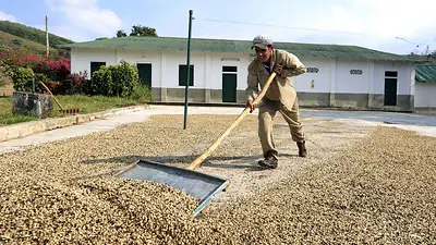 Producción colombiana de café se dispara en noviembre Producción colombiana de café se dispara en noviembre