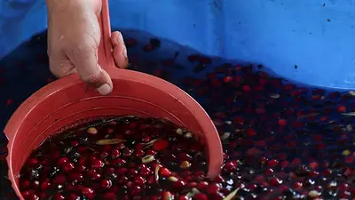 Colombia proyecta producción de café superior a los 13 millones de sacos en 2024 Colombia proyecta producción de café superior a los 13 millones de sacos en 2024
