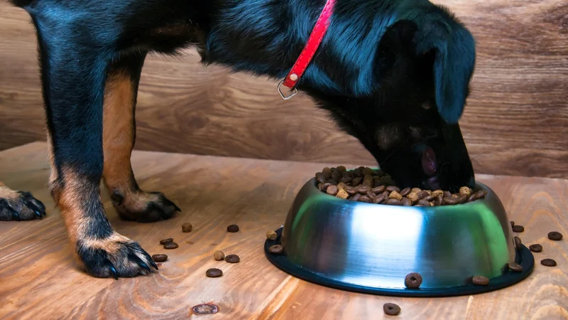 Perro comiendo.