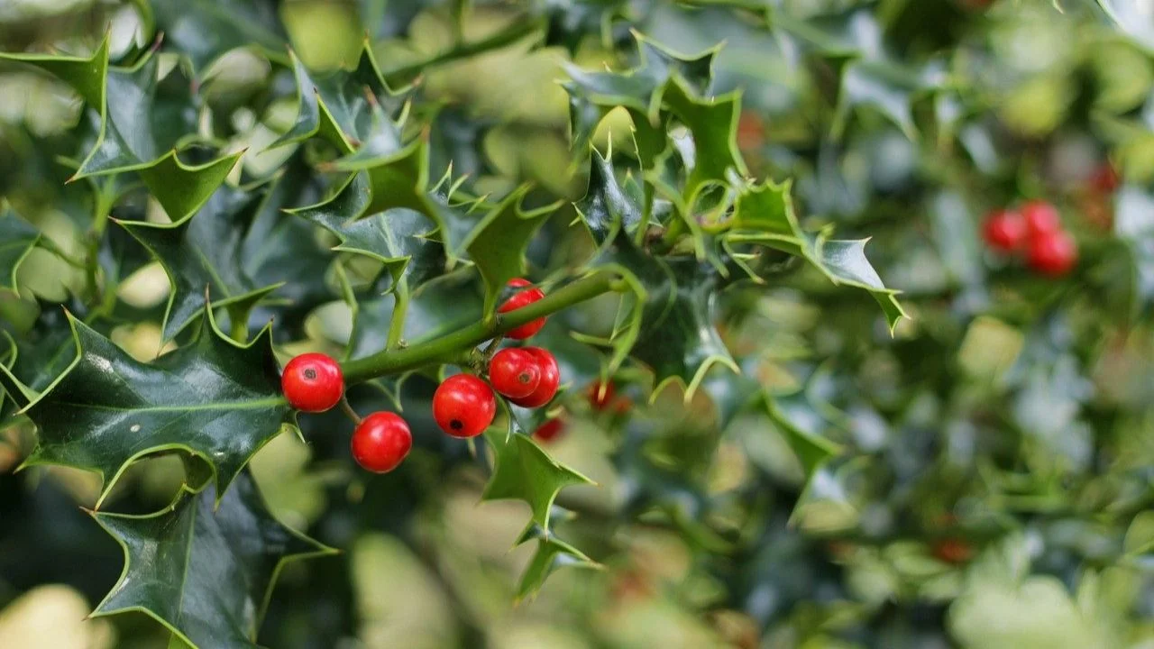 Muérdago navidad