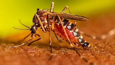 Manzanas saludables: avanza el exitoso programa riojano que previene y concientiza sobre el dengue en toda la provincia Manzanas saludables: avanza el exitoso programa riojano que previene y concientiza sobre el dengue en toda la provincia