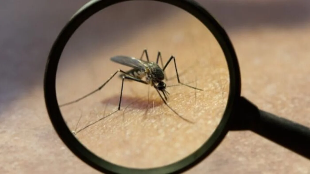 Alerta de la OMS por brotes de oropouche en países de América Latina