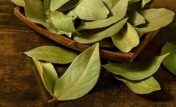 Hojas de laurel: el amuleto natural que activa la abundancia en tu hogar | Feng shui
