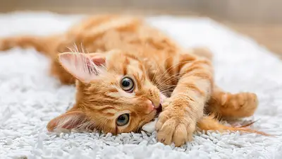 Gato naranja, Gato naranja,