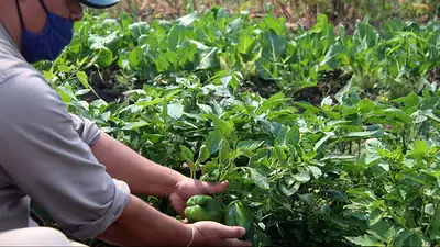 CEDEVA: cuál es la importancia del instituto agrícola creado por Insfrán para el desarrollo de la economía regional CEDEVA: cuál es la importancia del instituto agrícola creado por Insfrán para el desarrollo de la economía regional