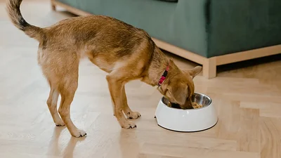 Perro comiendo. Perro comiendo.