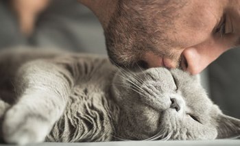 Qué dice la psicología sobre las personas amantes de los gatos | Mascotas