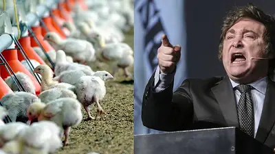 Pollos Javier Milei Pollos Javier Milei