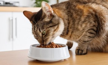 ¿Es buena la comida húmeda para gatos? Qué dicen los especialistas | Mascotas