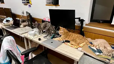 Gatos de la empresa Qnote. Gatos de la empresa Qnote.
