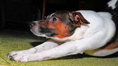 Perro estirándose Perro estirándose
