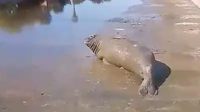 Sorpresa en La Plata por lo aparición de un lobo marino: qué pasó y qué se descubrió Sorpresa en La Plata por lo aparición de un lobo marino: qué pasó y qué se descubrió
