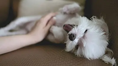Persona acariciando un perro Persona acariciando un perro