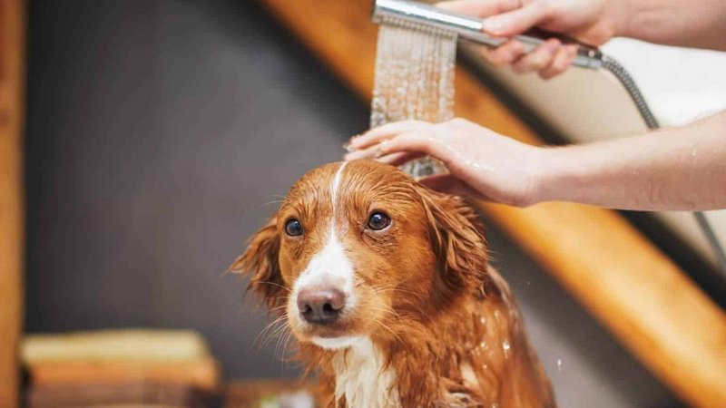 Bañar perros