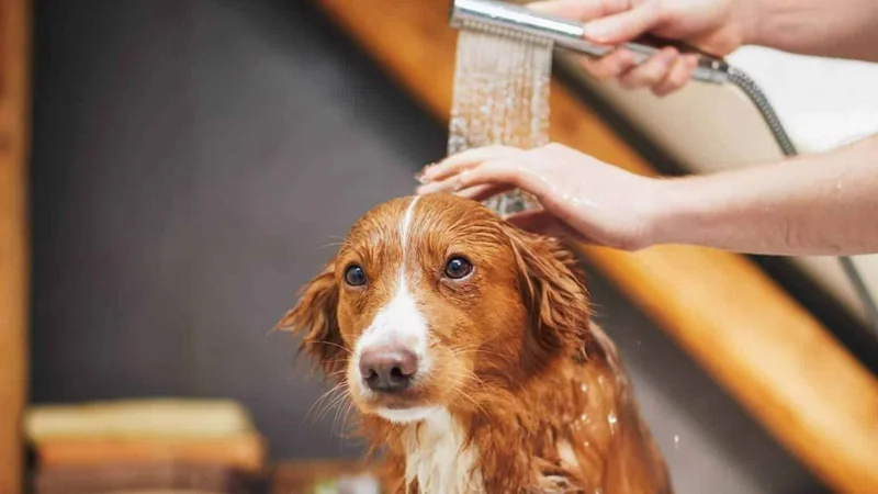 Bañar perros
