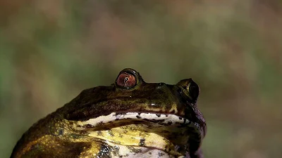 Primitiva rana gigante chilena busca sobrevivir al cambio climático Primitiva rana gigante chilena busca sobrevivir al cambio climático