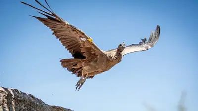 Emotiva liberación en La Rioja: dos cóndores andinos regresan a su hábitat natural tras un exitoso proceso de rescate Emotiva liberación en La Rioja: dos cóndores andinos regresan a su hábitat natural tras un exitoso proceso de rescate