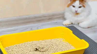 Caja de arena gato Caja de arena gato