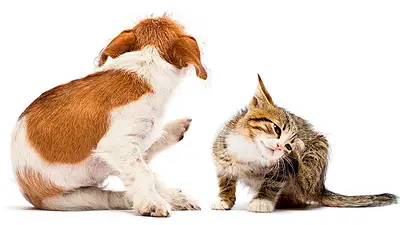 Gato y perro rascándose. Gato y perro rascándose.