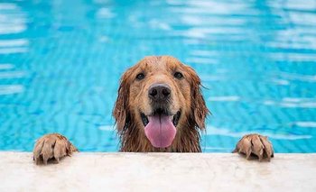 ¿Por qué no hay que mojar con agua fría a un perro ante un golpe de calor y qué se recomie | Atr