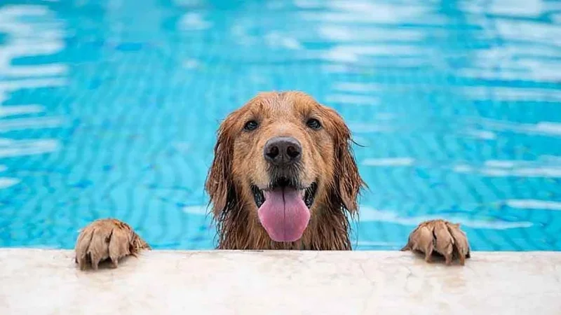 perros, calor, olar de calor, verano
