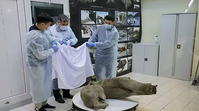 Hallan restos casi intactos de un joven mamut en el permafrost siberiano Hallan restos casi intactos de un joven mamut en el permafrost siberiano