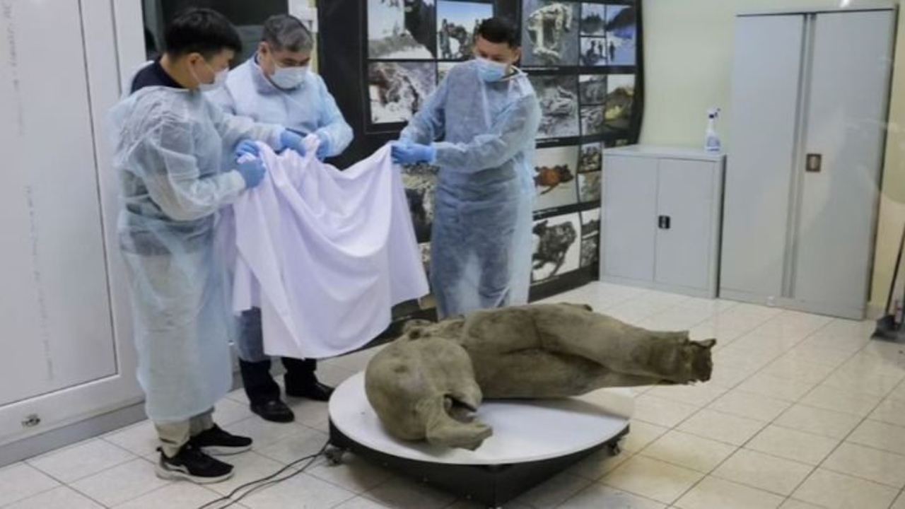 Qué pasó con el descubrimiento de un mamut bebé congelado hace más de 50 mil años en Siberia.