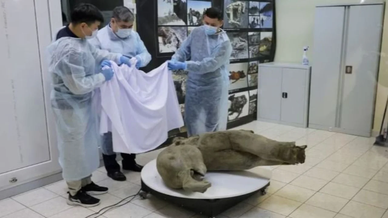 Qué pasó con el descubrimiento de un mamut bebé congelado hace más de 50 mil años en Siberia.